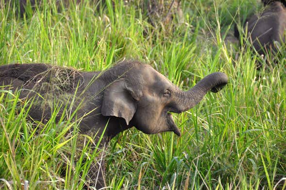 Safári pelo Parque Ecológico de Hurulu