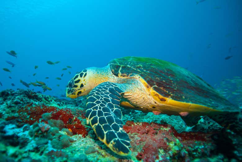 Marine turtle