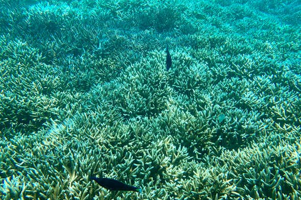 Snorkelling in Pigeon Island