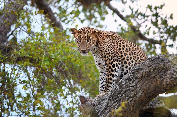 Safari por el Parque Nacional Yala