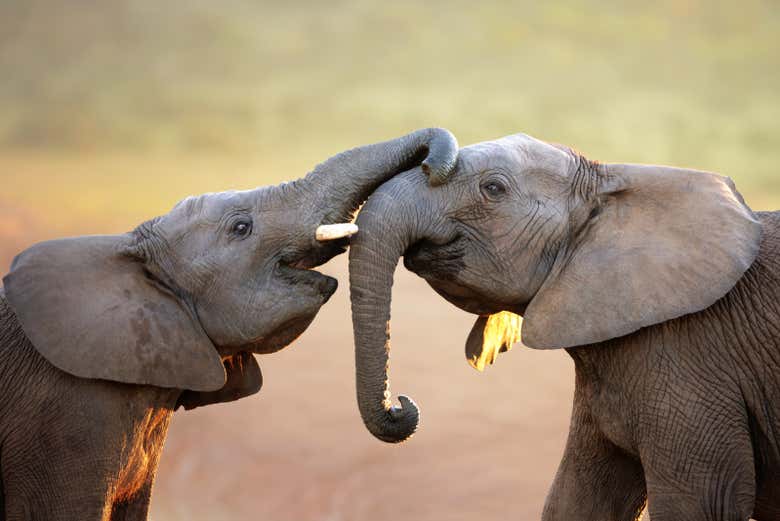 Addo Elephant National Park Safari