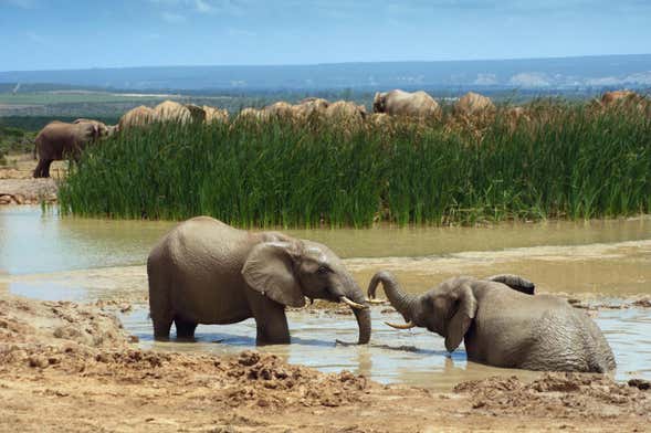 Addo Elephant National Park Safari