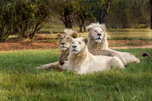 Escursione al Lion & Safari