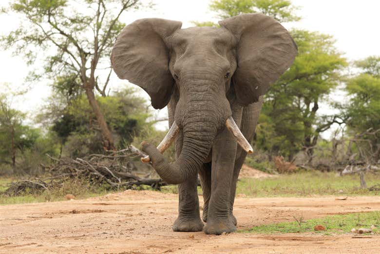 Admire the elephants up close!