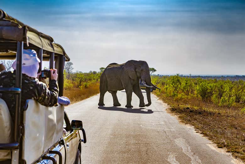 Spot elephants in the savannah