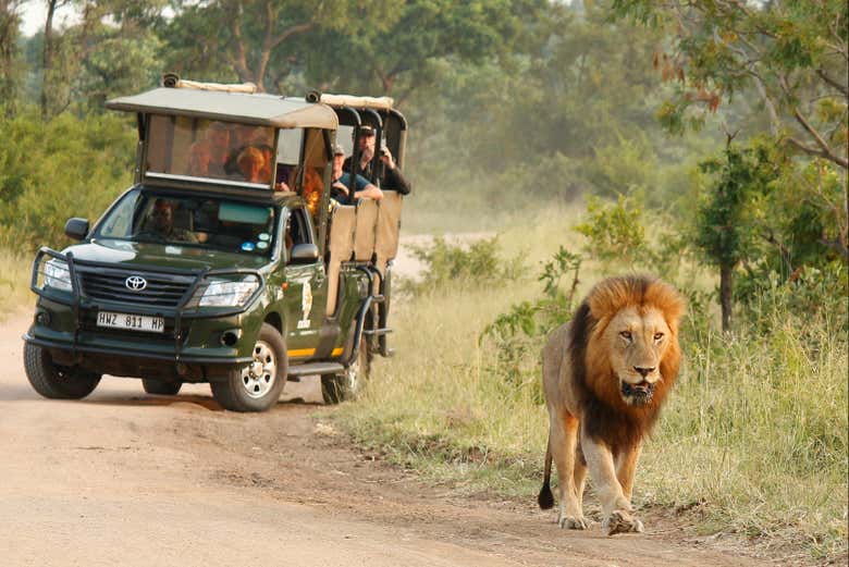 Spot a lion on the safari