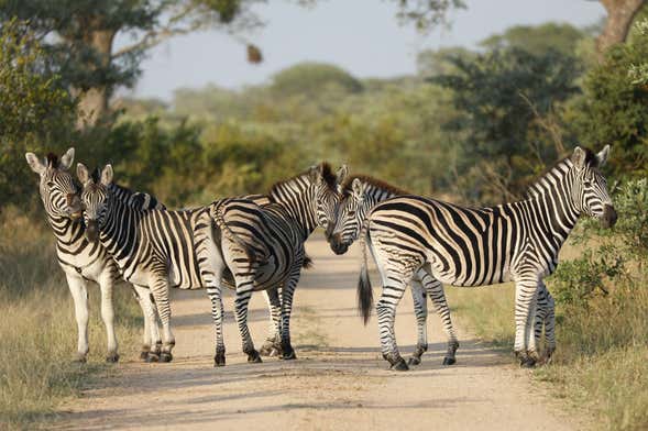 Safari de 3 días por el Parque Nacional Kruger