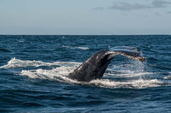 Whale Watching in Knysna