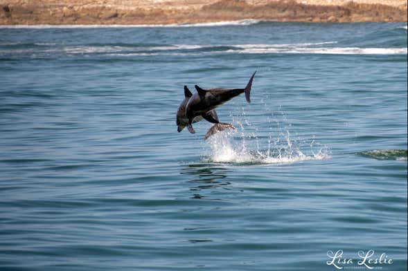 Dolphin Sighting Experience