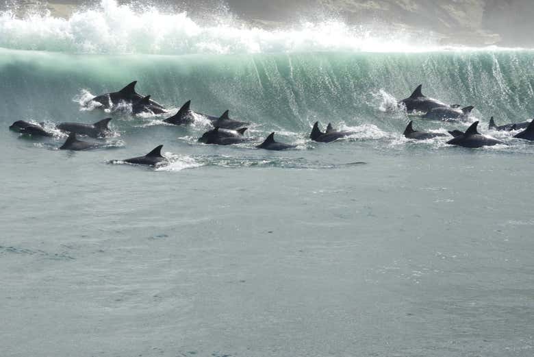 A pack of dolphins swimming together