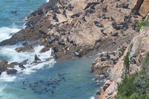 Avvistamento di leoni marini a Plettenberg Bay