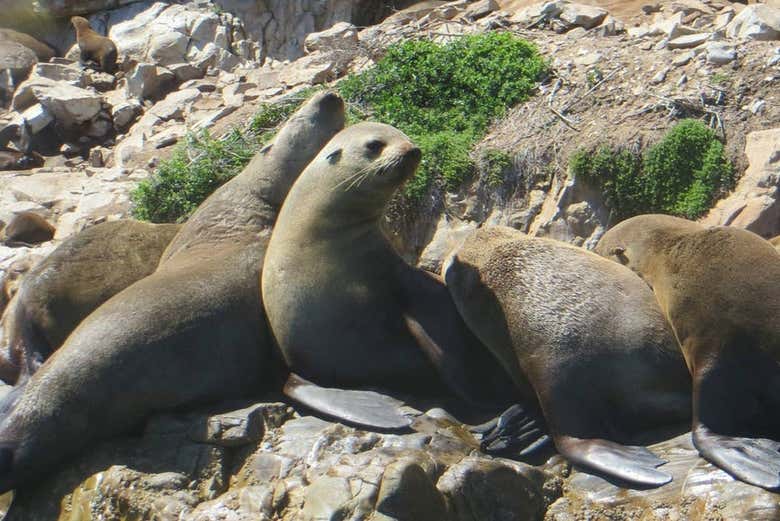 Sea lions during the activity