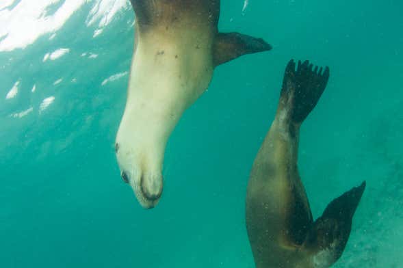 Plettenberg Bay Cruise + Sea Lions