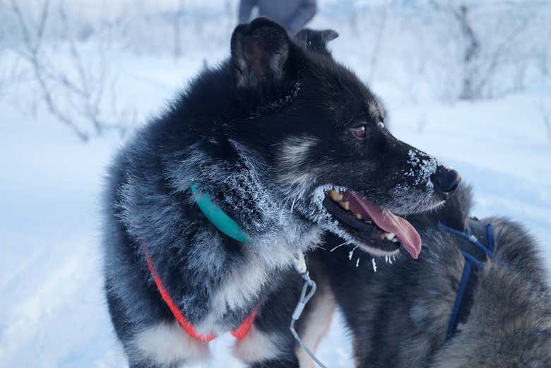 Meet friendly sled dogs