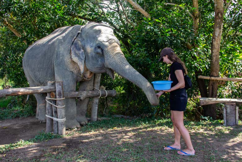 Feeding the elephants