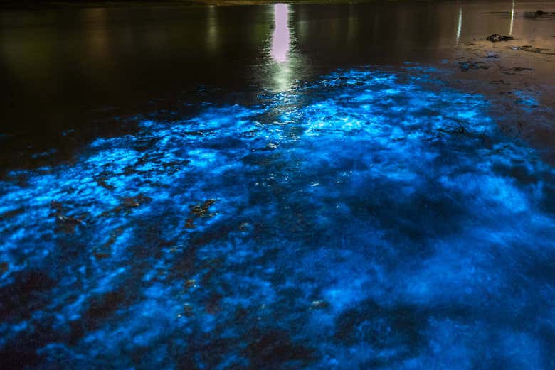 Bioluminescent plankton in Maya Bay