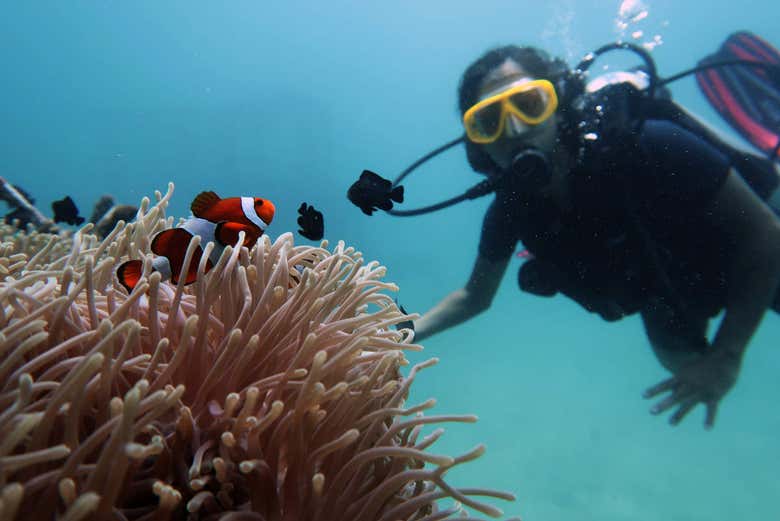 Scuba diving on Koh Phi Phi Le