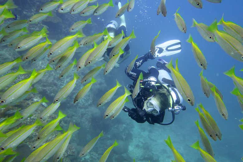 Plongée parmi les poissons de Ko Phi  Phi Le