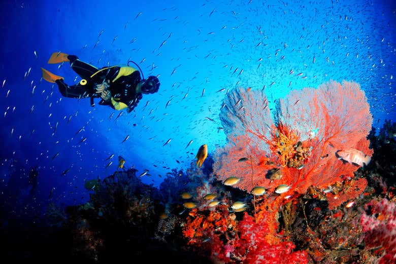 Diving around the incredible coral reefs