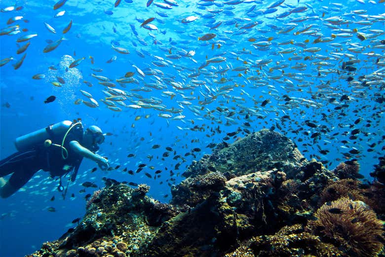 Diving with tropical fish in Thailand