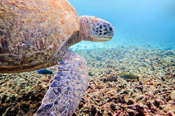 Koh Tao Diving