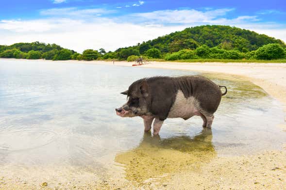 Excursion sur l'île aux cochons et à Koh Teand