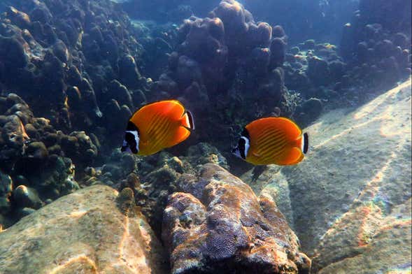 Koh Tao Snorkeling