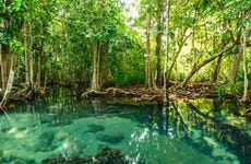 Tour pelos manguezais de Krabi