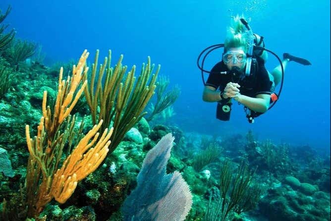 Discover the underwater world in Pattaya