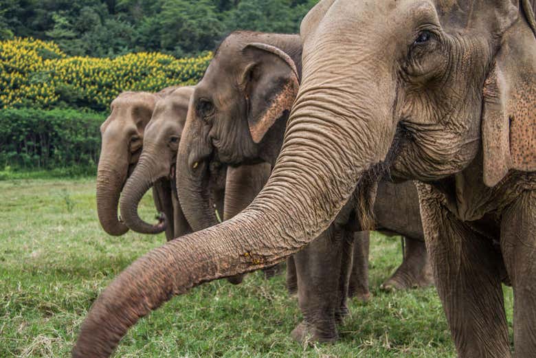 The Elephant Sanctuary