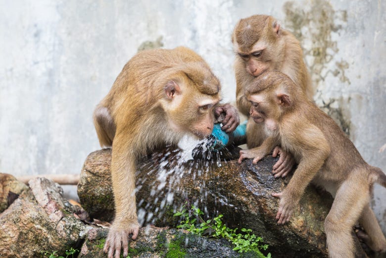 Família de macacos engraçados, Phuket Town Gypsy - Tailândia