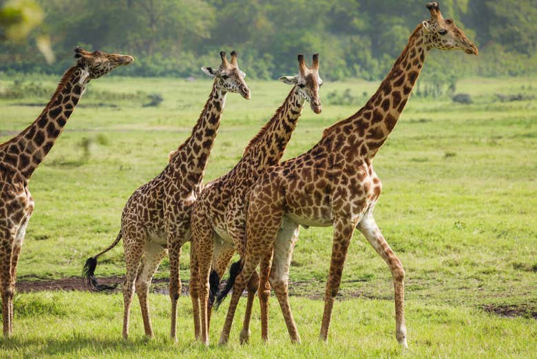 Jirafas en el Parque Nacional de Arusha