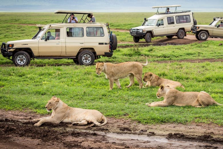 North Tanzania 8 Day Safari, Arusha