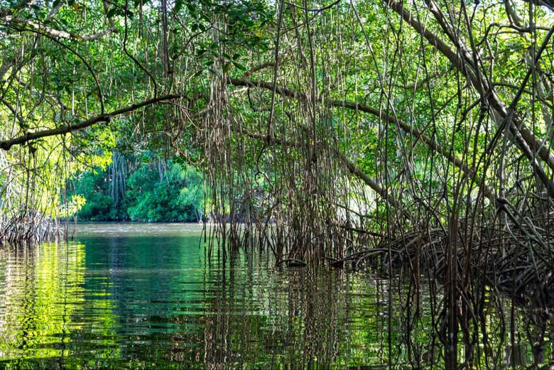 Paddle through the Caroni Bird Sanctuary