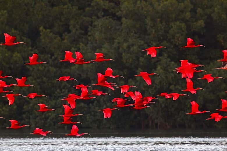 Caroni Bird Sanctuary Tour From Port Of Spain - Civitatis.com