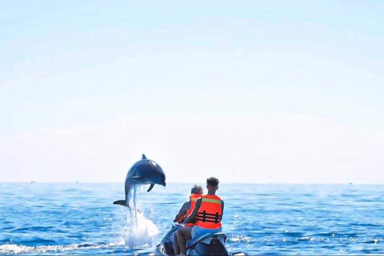 Un dauphin sautant dans la mer de Djerba