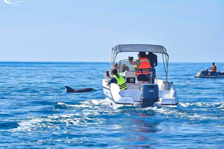 Observez les dauphins depuis le bateau