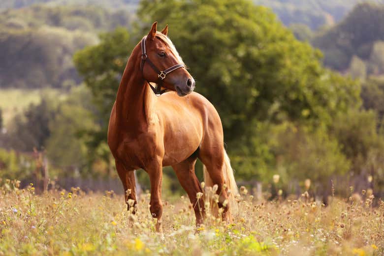 A horse in Marmari