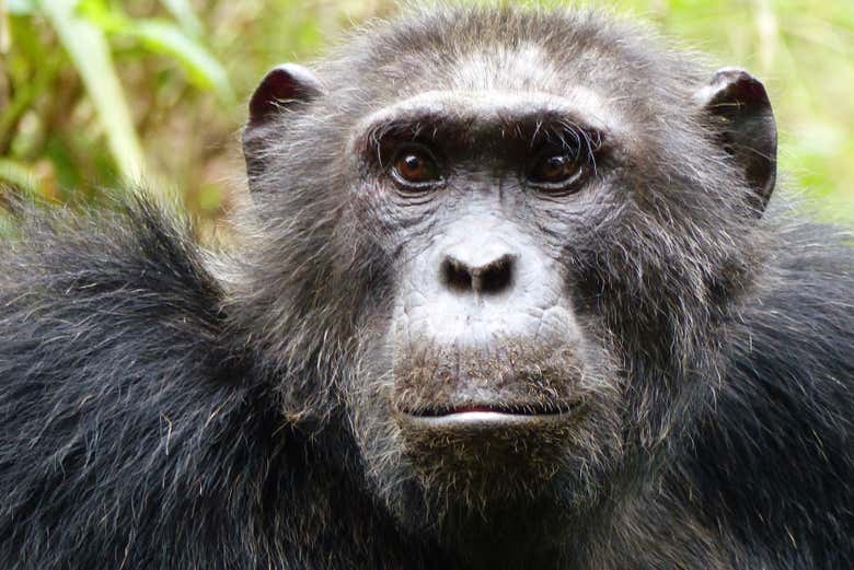 Chimpanzé no Queen Elizabeth National Park