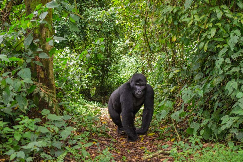 Um gorila em Bwindi