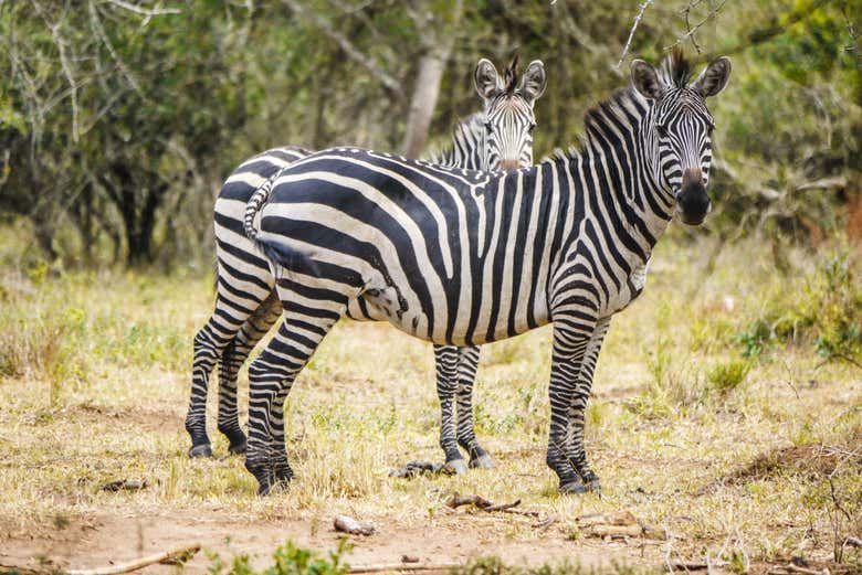 Zebras no Lago Mburo