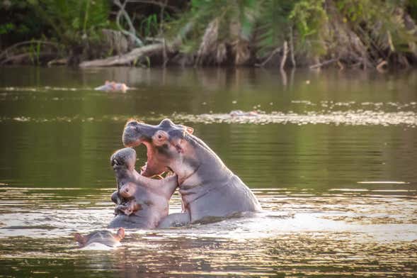 Safari di 2 giorni al Parco Nazionale del Lago Mburo