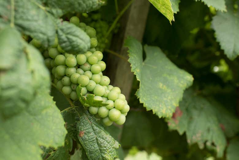 Racimo de uvas en Carmelo