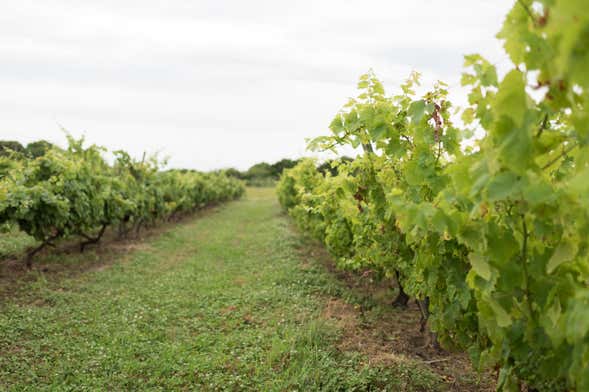 Tour privado del vino por Carmelo