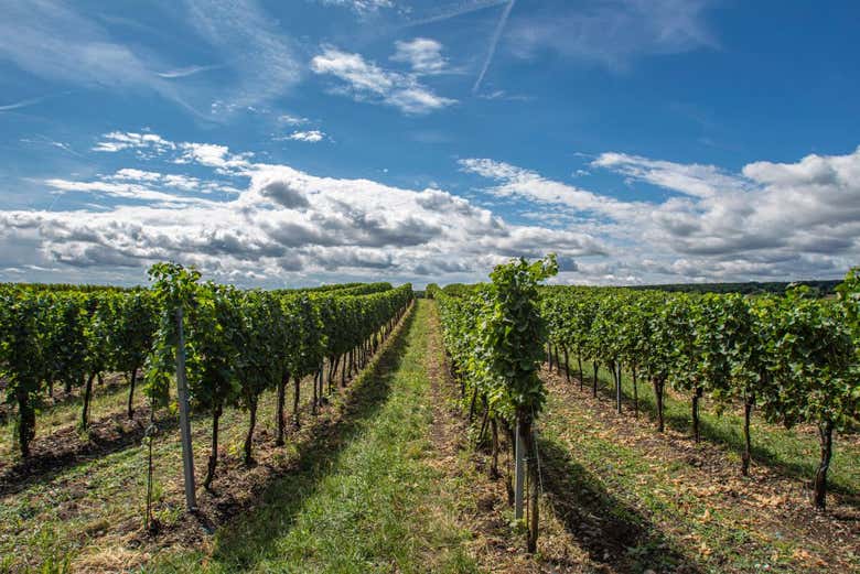 Viñedos de la bodega Juanicó