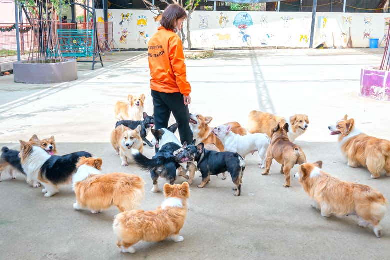 Visitando la granja de cachorros de Da Lat