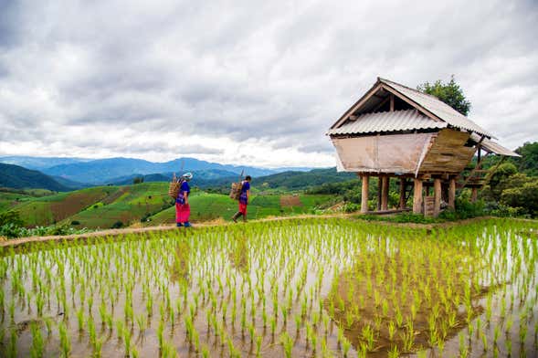 Sapa Rice Terrace Trekking