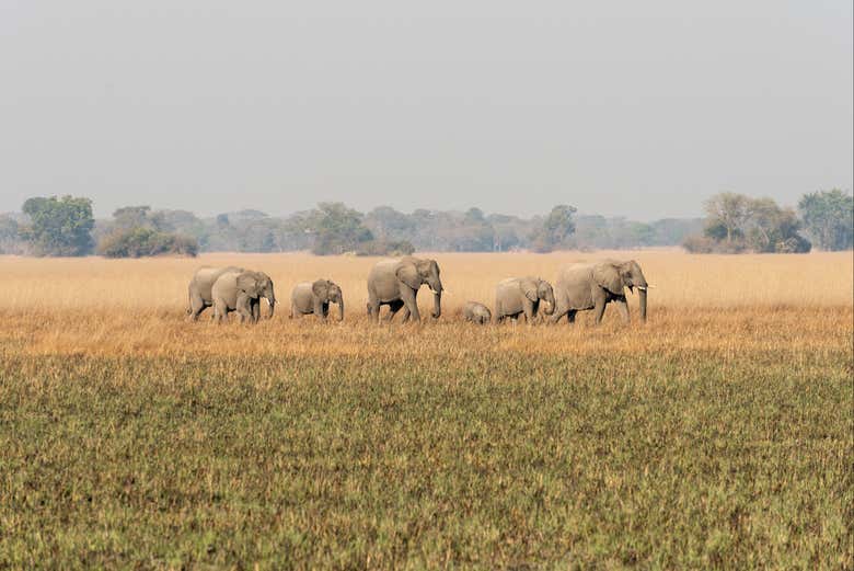 Elefantes africanos en el Parque Nacional Kafue