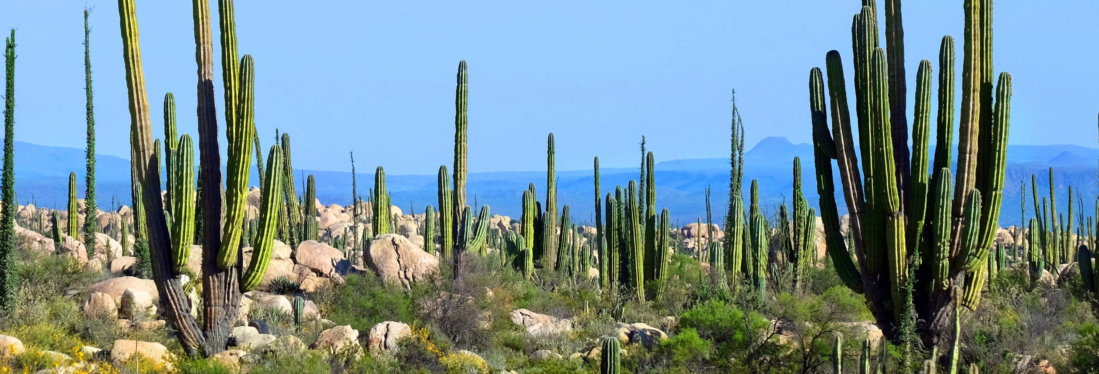 Baja California